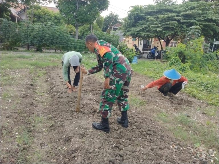 Babinsa Medokan Ayu dari Koramil 0813/15 Rungkut sedang menanam Jagung Manis