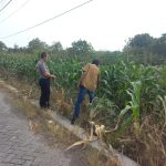 Kapolsek Cerme AKP Taufan Arif Nugroho bersama anggota saat melakukan pengecekan tanaman di Desa Morowudi, Gresik, Minggu (7/6/2026).