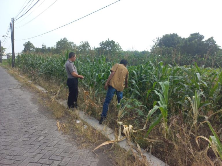 Kapolsek Cerme AKP Taufan Arif Nugroho bersama anggota saat melakukan pengecekan tanaman di Desa Morowudi, Gresik, Minggu (7/6/2026).