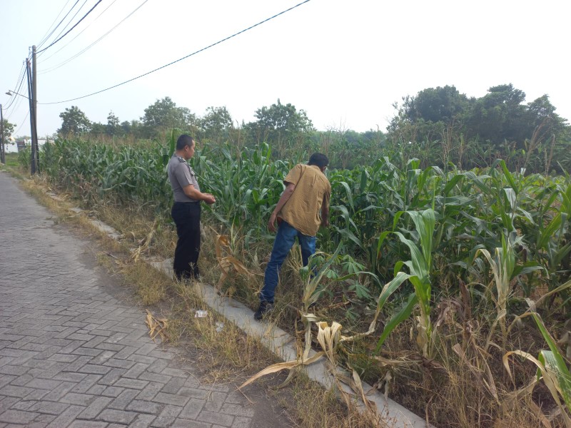 Kapolsek Cerme AKP Taufan Arif Nugroho bersama anggota saat melakukan pengecekan tanaman di Desa Morowudi, Gresik, Minggu (7/6/2026).